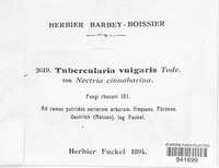 Tubercularia vulgaris image